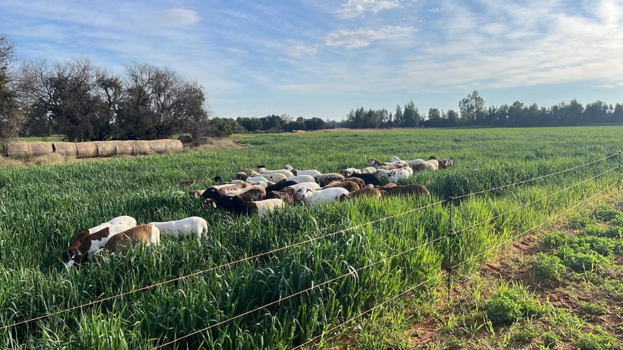 Commercial Property for Sale in Arcadia SH Free State